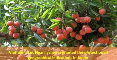 Vietnam’s Luc Ngan lychee is granted the protection of geographical indications in Japan