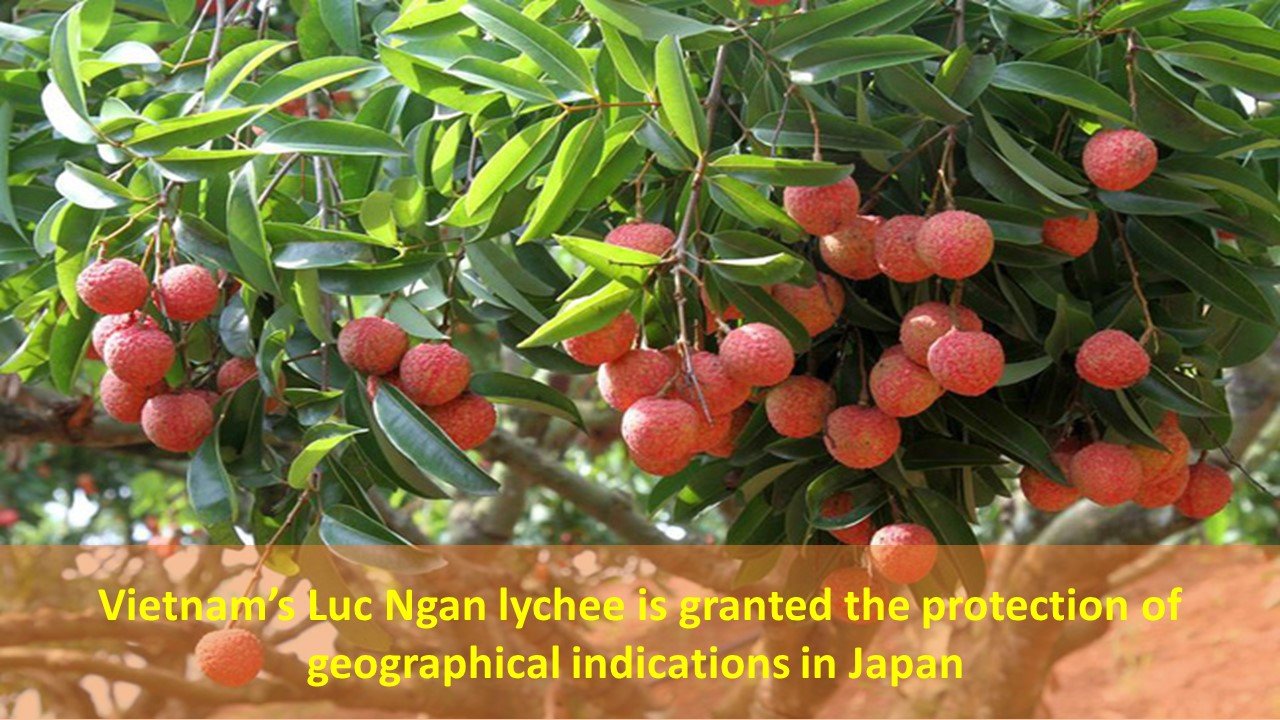 Vietnam's Luc Ngan lychee is granted the protection of