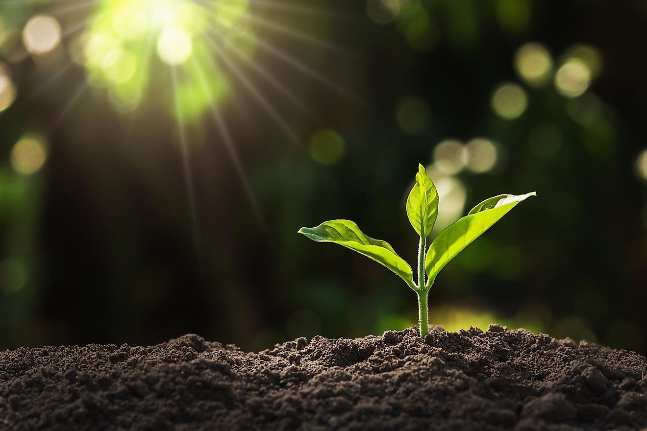 plant and seed patenting is in high demand in India, plant and seed patenting in India, plant and seed patenting is in high demand , plant and seed patenting,