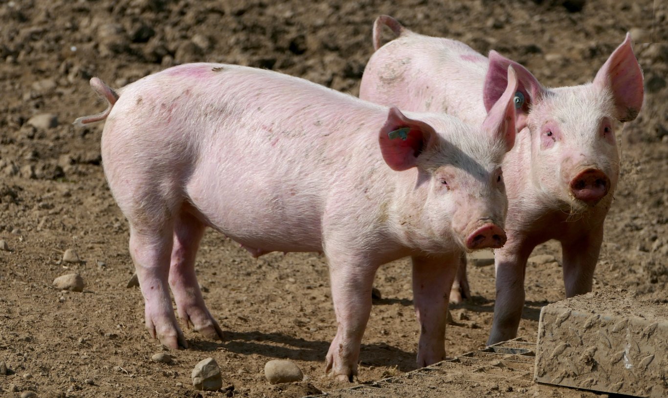 update on the Betty Pig trademark conflict in the Philippines, the Betty Pig trademark conflict in the Philippines, Betty Pig trademark conflict in the Philippines, Betty Pig trademark conflict,