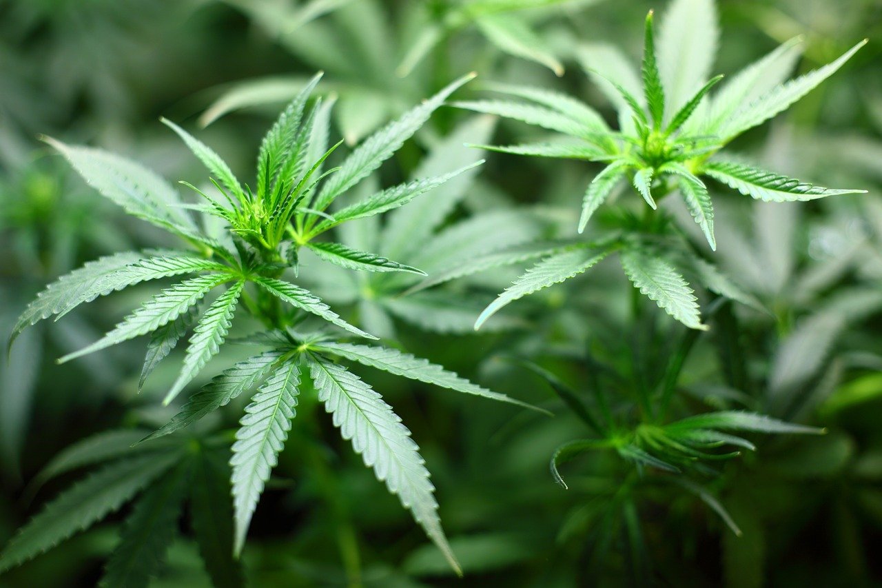 Can cannabis be registered as patents, cannabis registered as patents, register cannabis as patents,