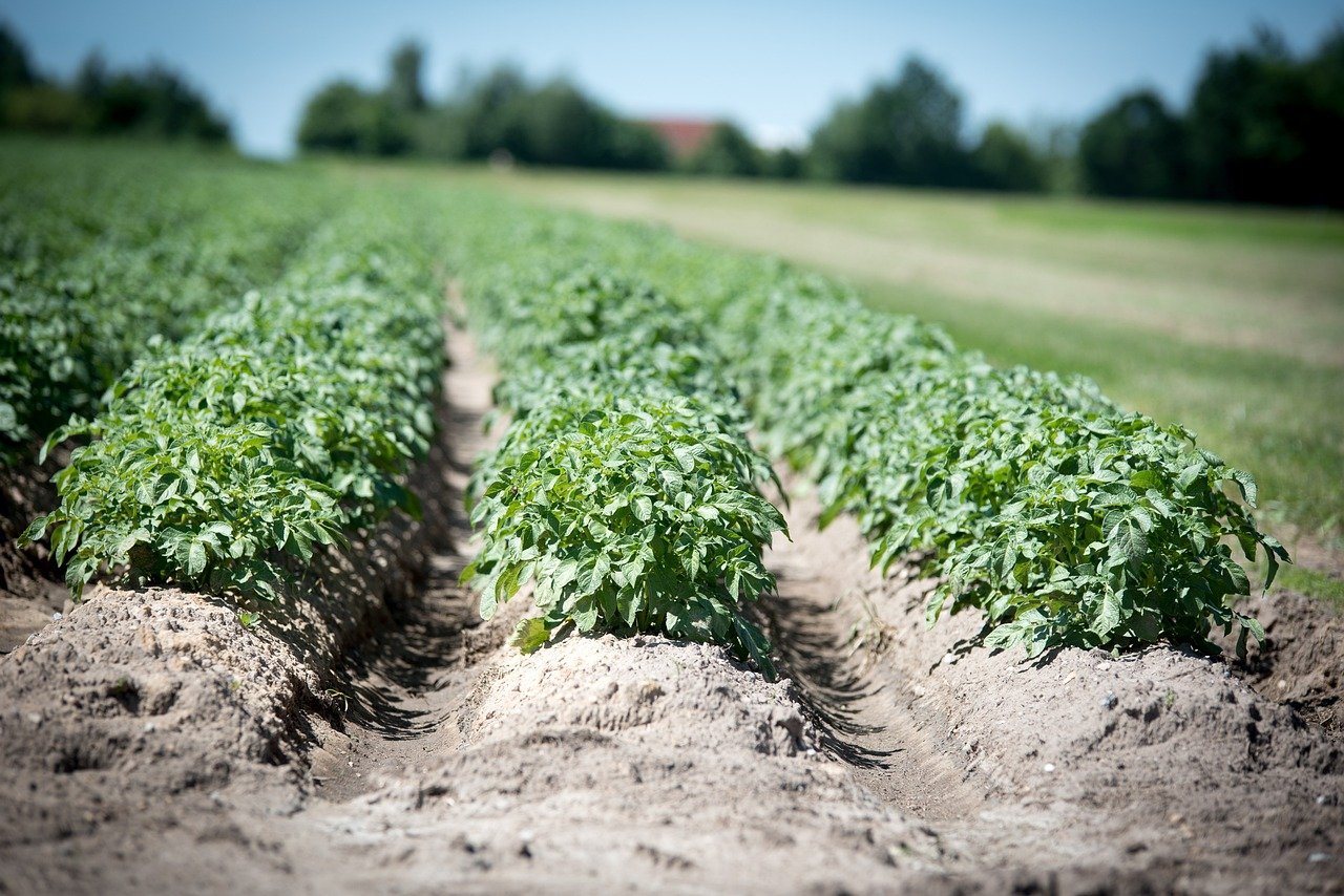PepsiCo loses the appeal on the protection of potato plant used to create potato chips in India, PepsiCo loses the appeal on the protection of potato plant , appeal on the protection of potato plant used to create potato chips in India,