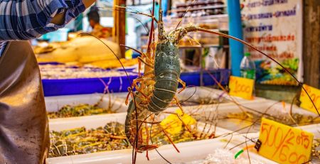Thailand is set to register Phuket’s famous 7-colour lobster as geographical indication